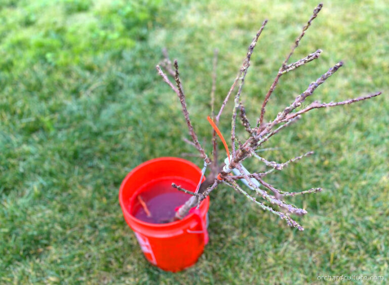Bare Root Fruit Trees Buying and Planting Orchard Culture