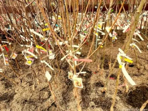 Read more about the article Bare Root Fruit Trees – Buying and Planting