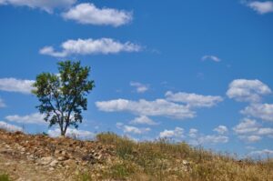 Read more about the article 21 Drought and Heat Tolerant Fruit Trees and Shrubs
