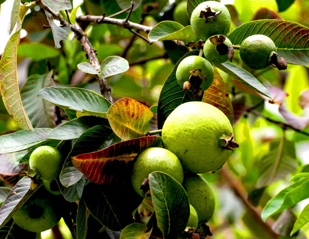 21 Drought and Heat Tolerant Fruit Trees and Shrubs Orchard Culture