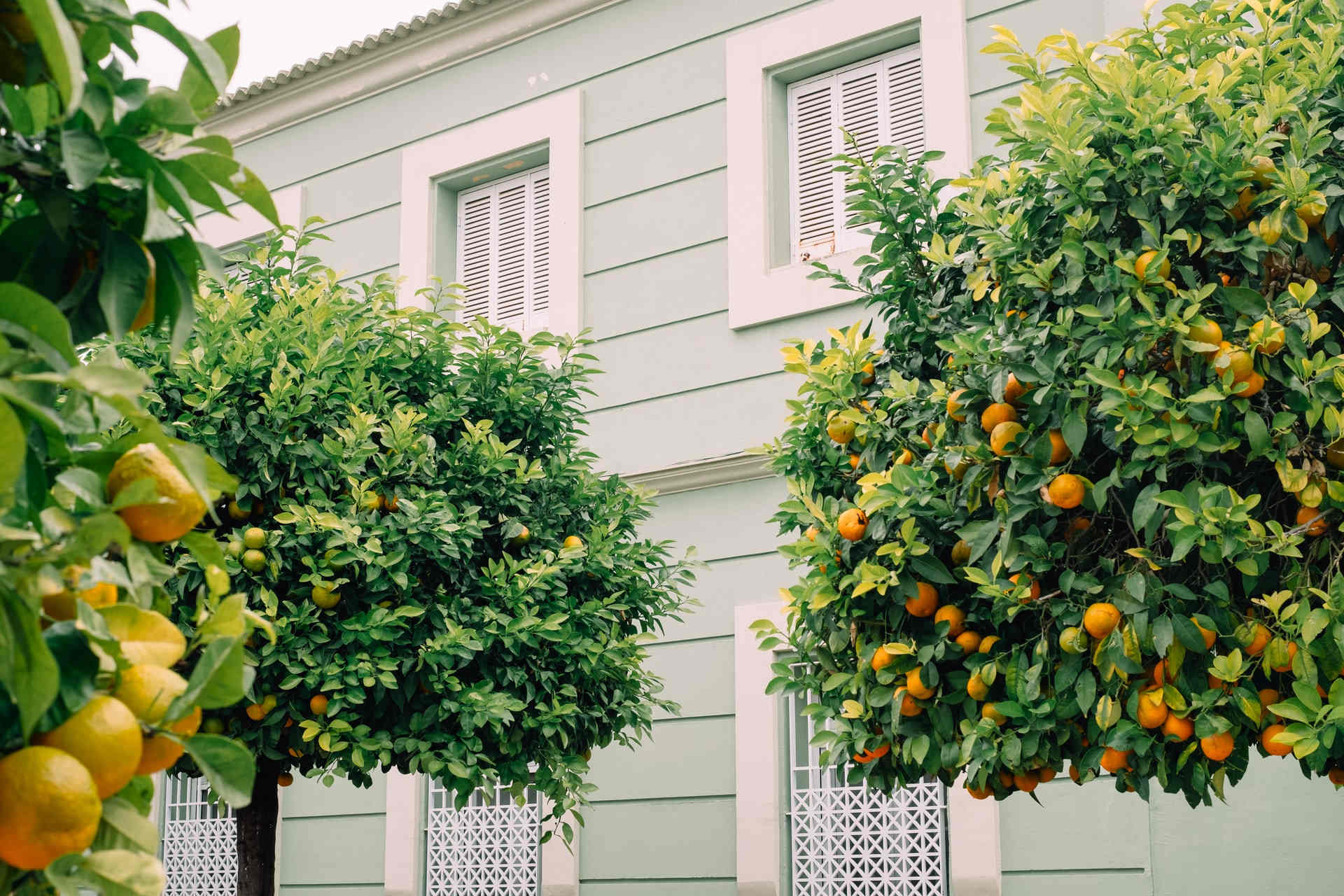 Backyard Orchard Culture vs Commercial Orchards – Orchard Culture