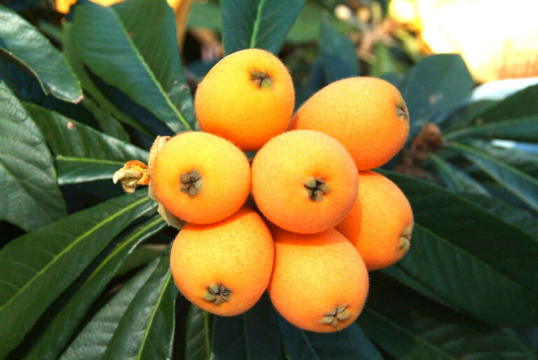 21 Drought and Heat Tolerant Fruit Trees and Shrubs Orchard Culture