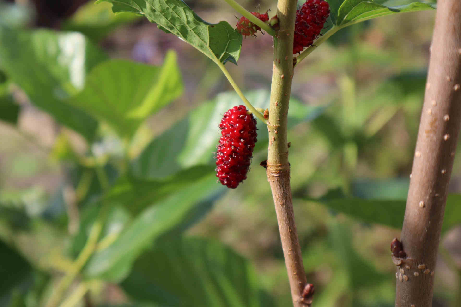 21 Drought and Heat Tolerant Fruit Trees and Shrubs Orchard Culture