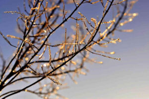 Read more about the article Chill Hour Requirements for Fruit Trees and Shrubs