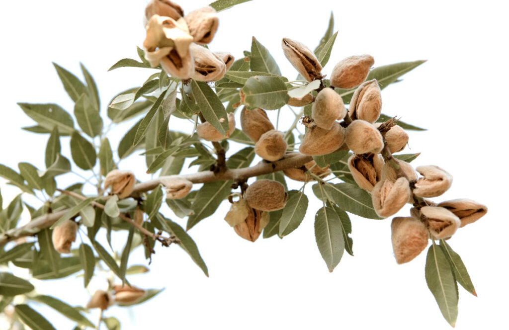 almonds on tree branch