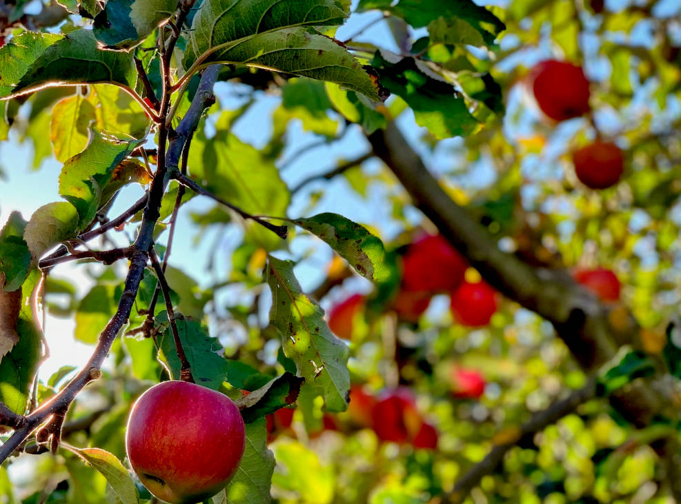 apples