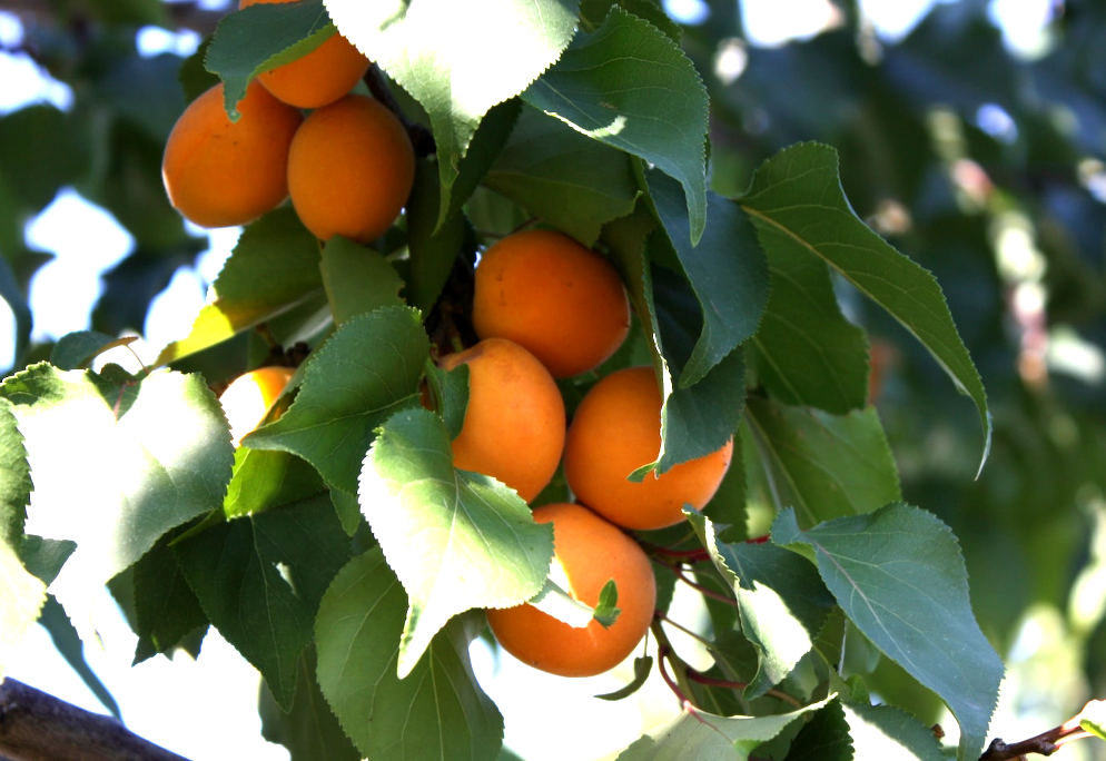 apricots