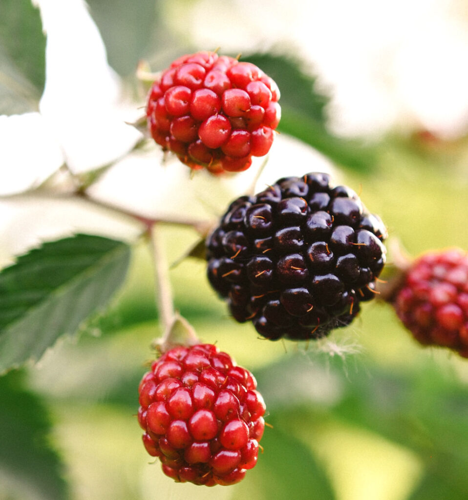 blackberries