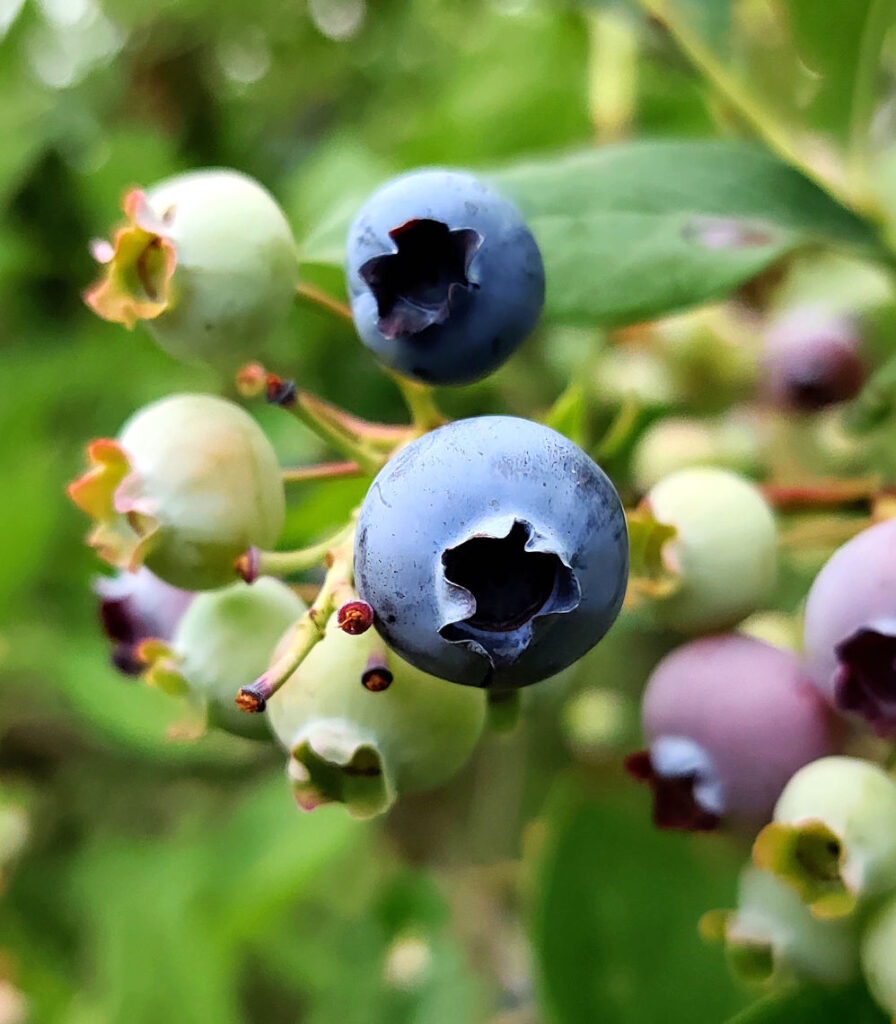 blueberries