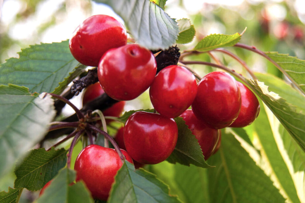 cherries