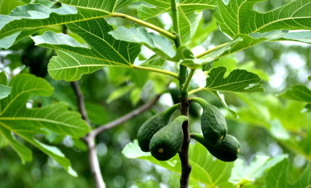 figs