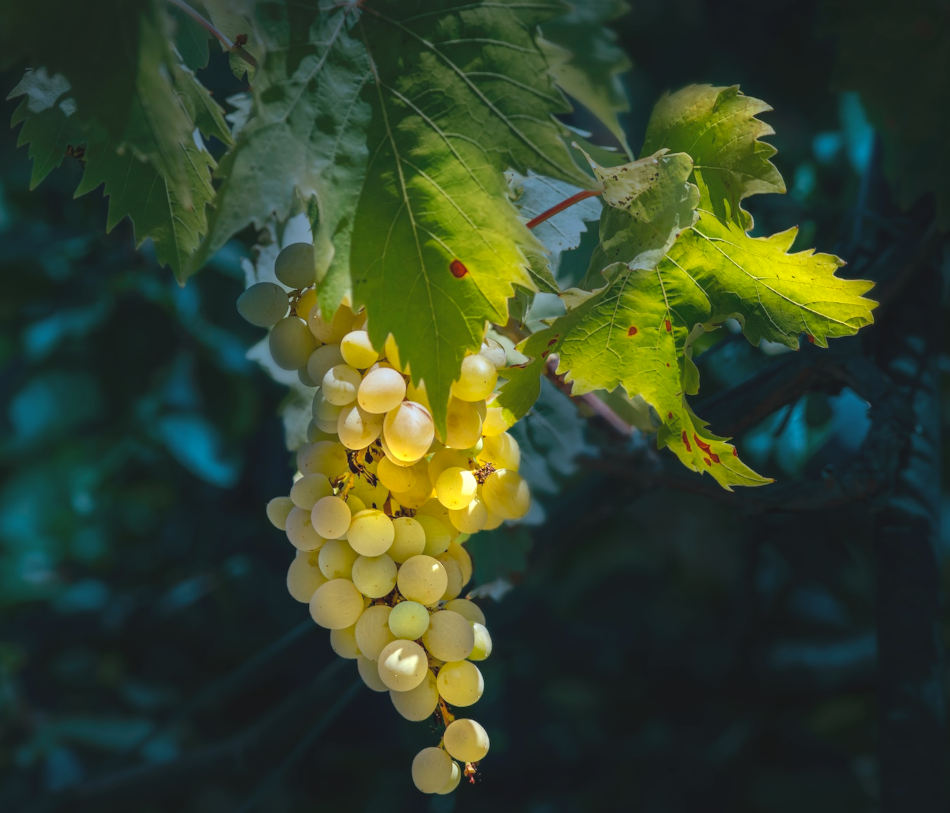 grapes