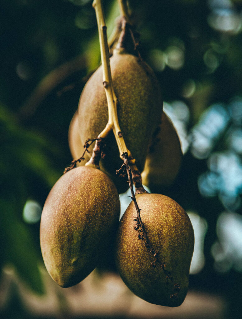 kiwi-fruit
