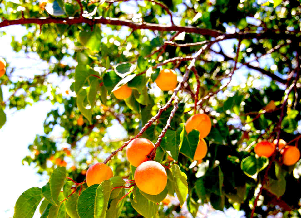 peaches on tree