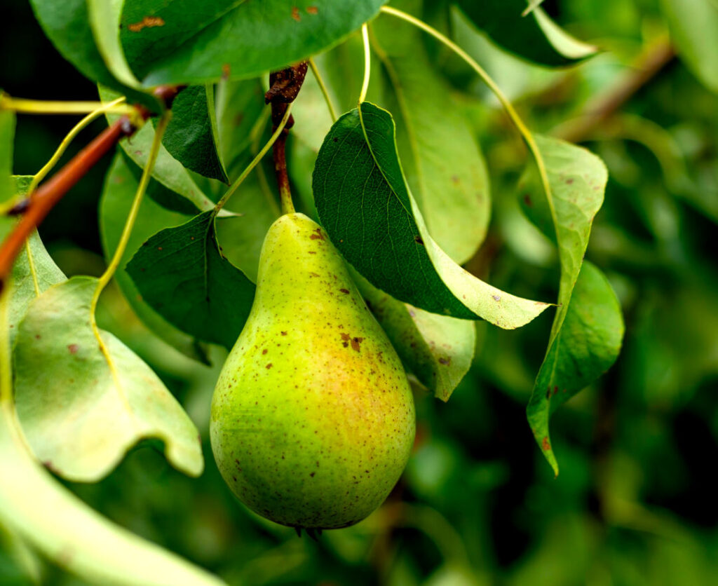 pear