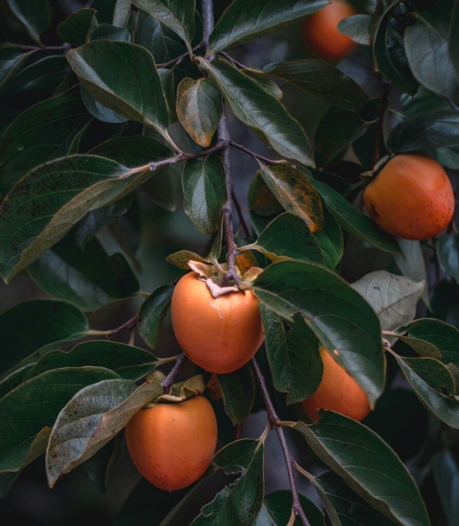 persimmons