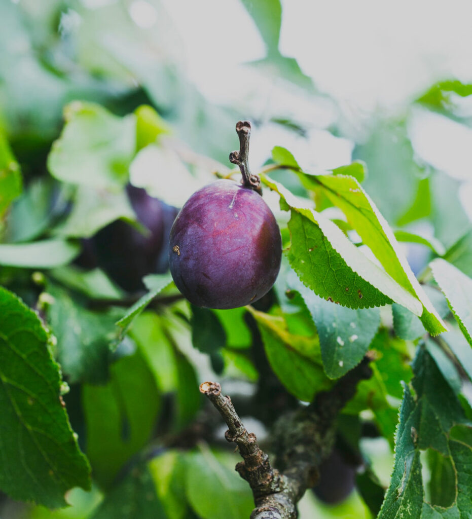 plum
