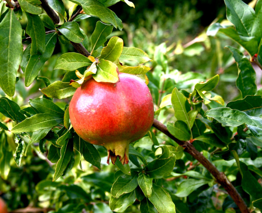 pomegranate