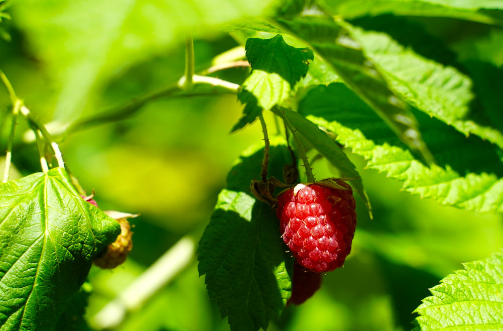 raspberry
