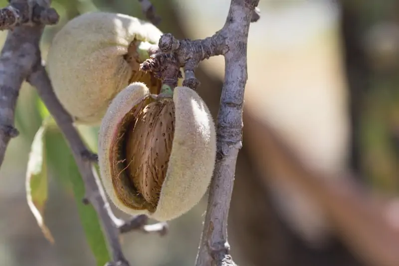 almond-branch