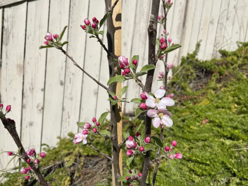 anna-apple-blossoms