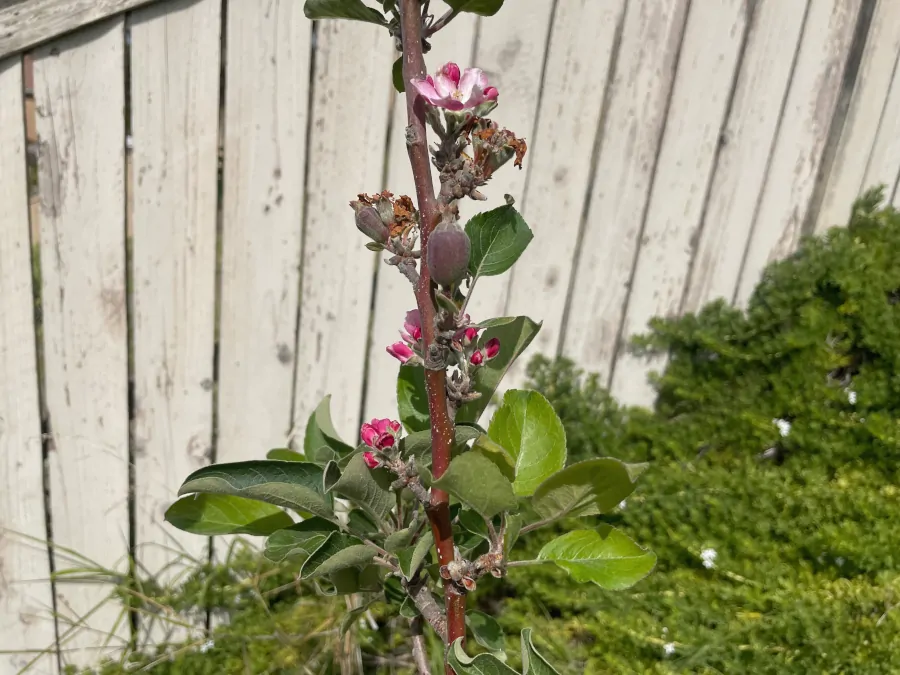 anna-apple-fruitset