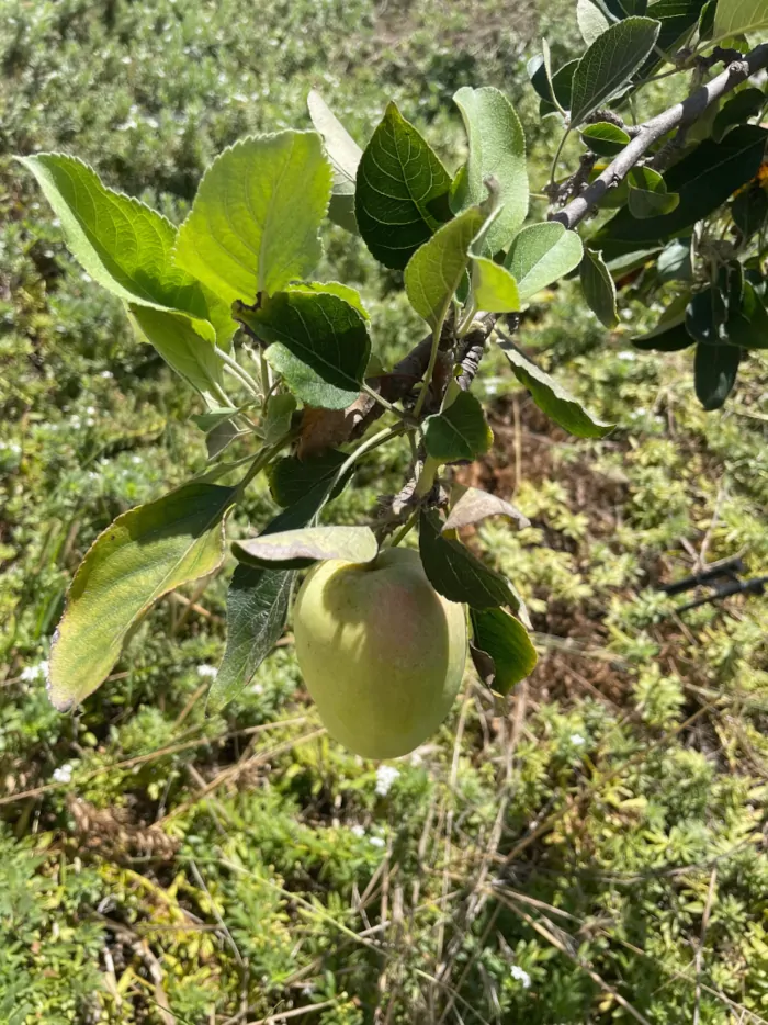 anna-apple-ripening