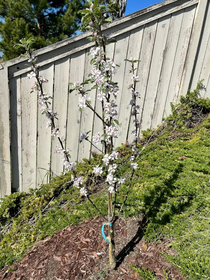anna-apple-white-blossoms