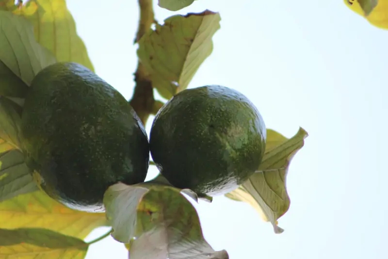 avocado-branch