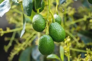 Read more about the article Dwarf Avocado Trees