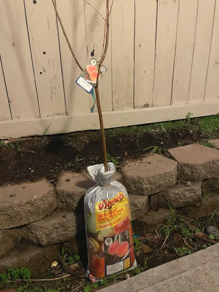 babcock-peach-bare-root