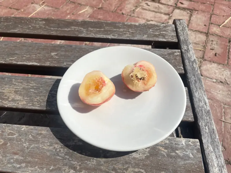 babcock-peach-cut-open