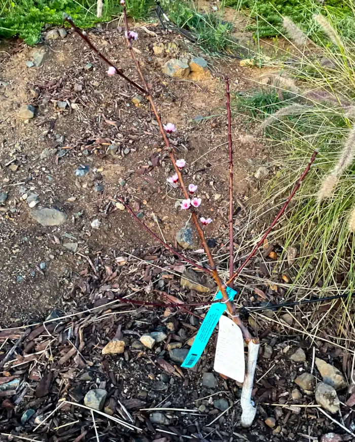 babcock-peach-early-bloom