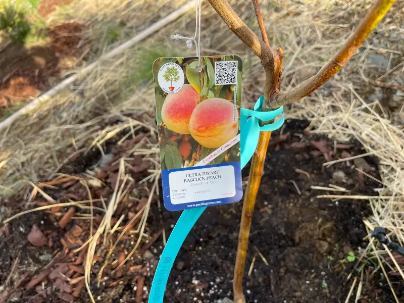 babcock-peach-label-1