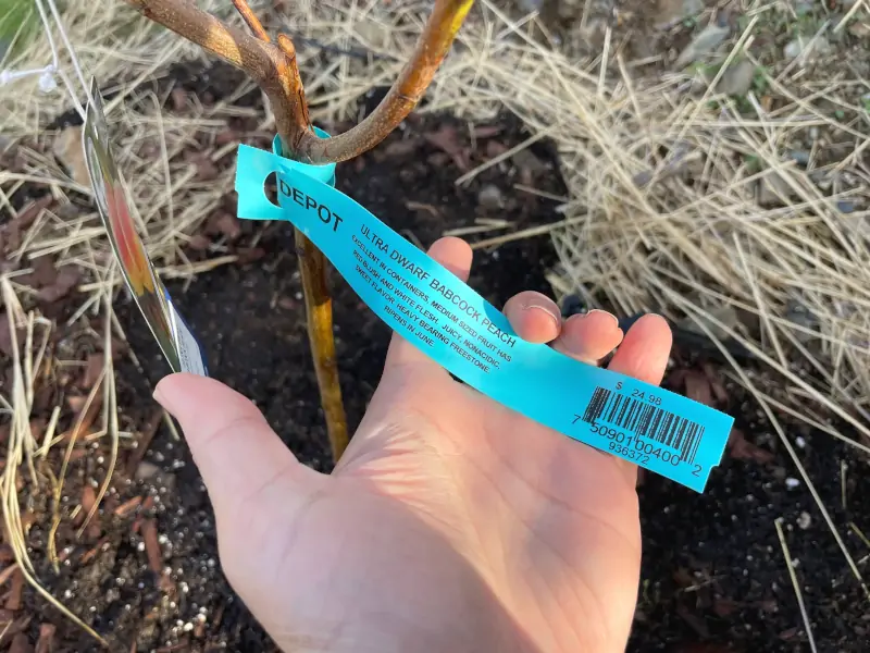 babcock-peach-label-2
