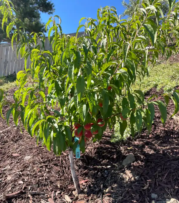 babcock-peach-tree-fruit
