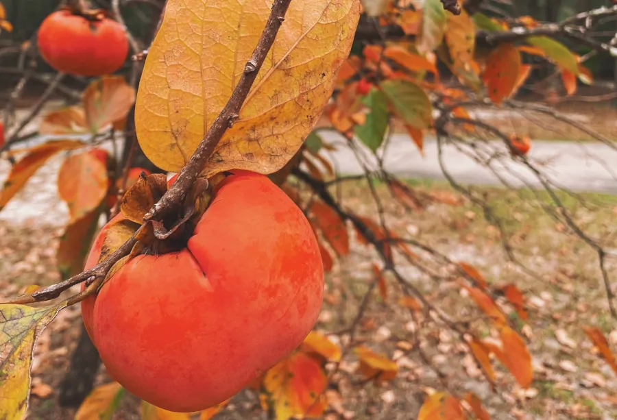 Read more about the article 21 Fruit Trees to Harvest in Fall and Winter