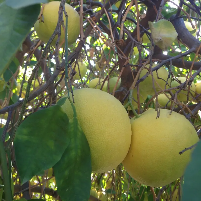 grapefruit-tree