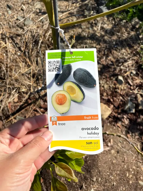 holiday-avocado-1