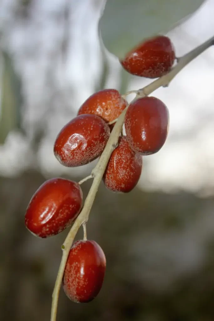 jujube-branch