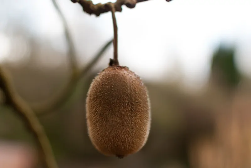 kiwi-branch