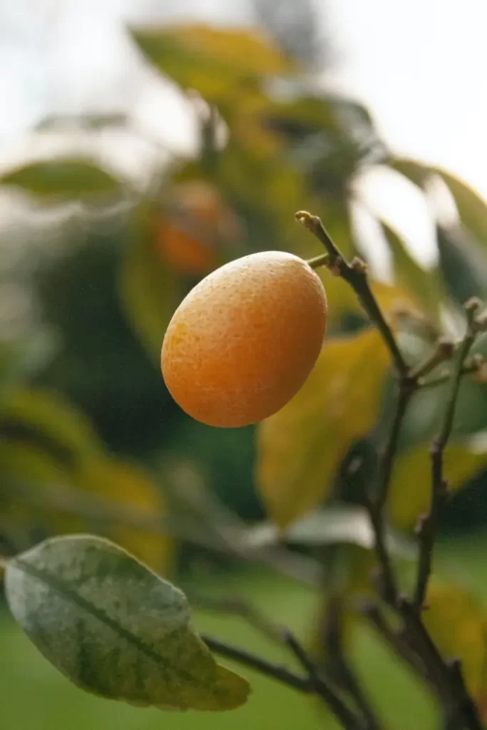 kumquat-tree