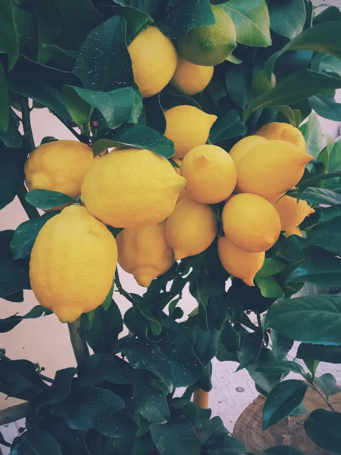 lemon-tree