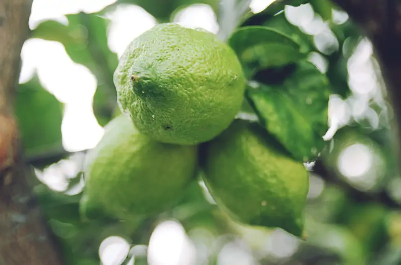 lime-tree