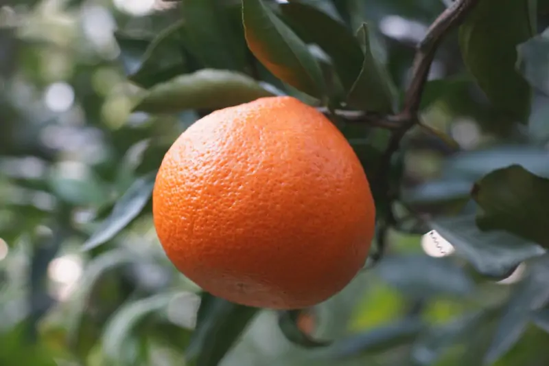 mandarin-branch