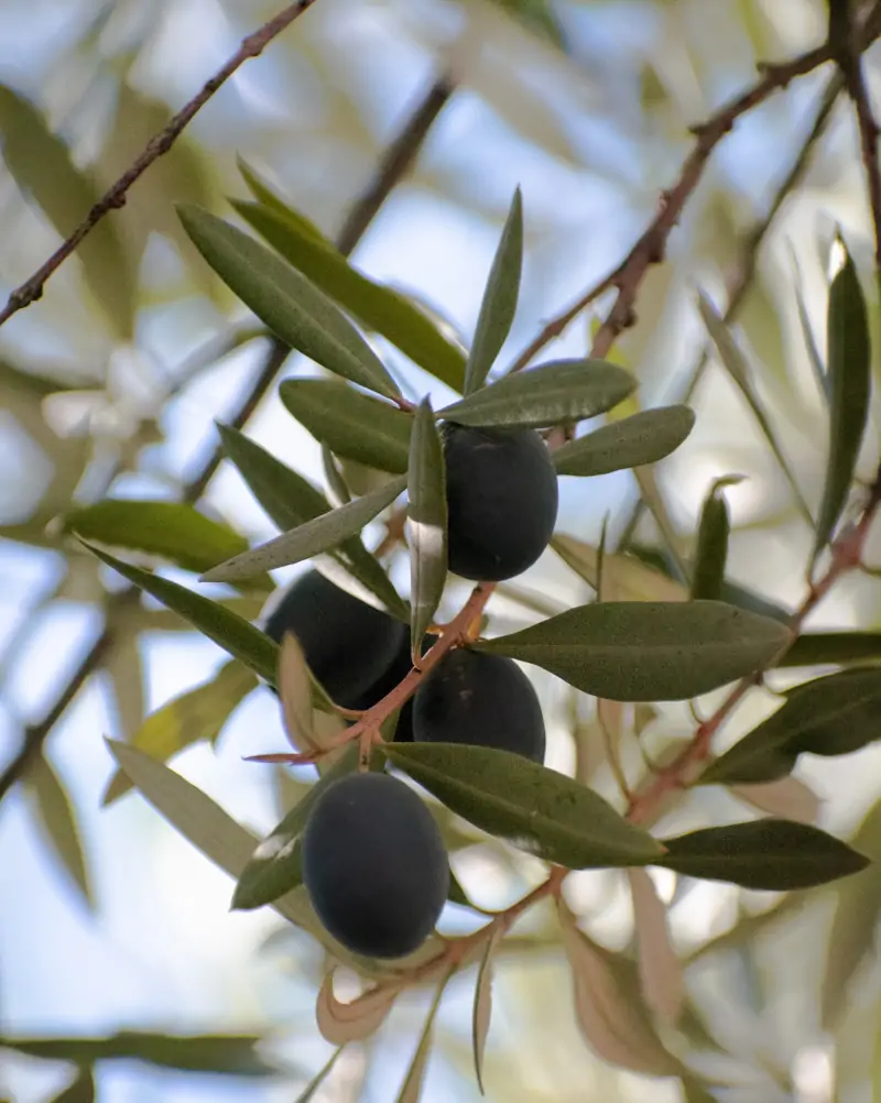 olive-tree-branch