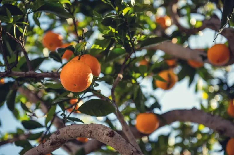 oranges-tree