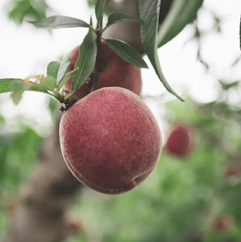 peach-branch