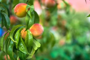 Read more about the article Babcock Peach – Profile and Review [Photos]