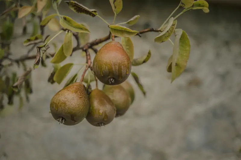 pears-branch